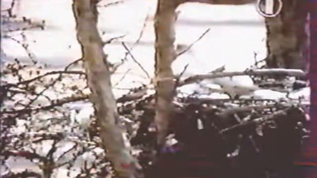 География Сибирь - Царство русского медведя смотреть онлайн