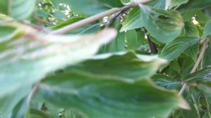 Выращиваем кизил в Черноземье.