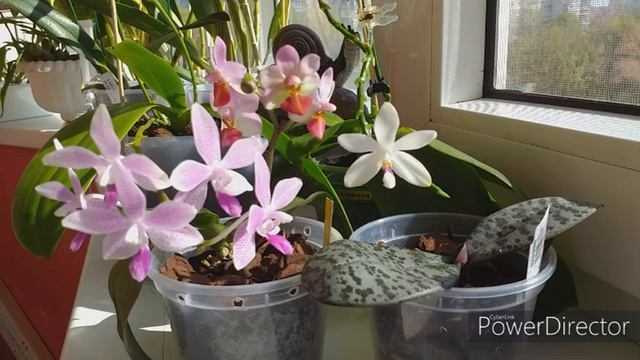 Мифы о фаленопсисах смотреть онлайн