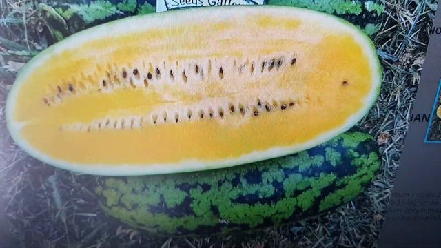 🇭🇷 CHORWACJA - Nasiona na sezon 2024 i forma do kwadratowego arbuza. Opis pod filmem⬇️9.VIII. 2023r смотреть онлайн