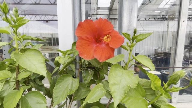 США:Висконсин. Осенние украшения из магазина «Стайн». смотреть онлайн