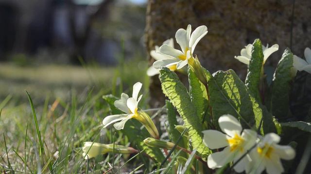 Morning #4. Primula смотреть онлайн