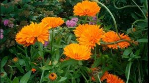 Естествознание.Предшкола. Тема: "Какие растения  лечат ?"