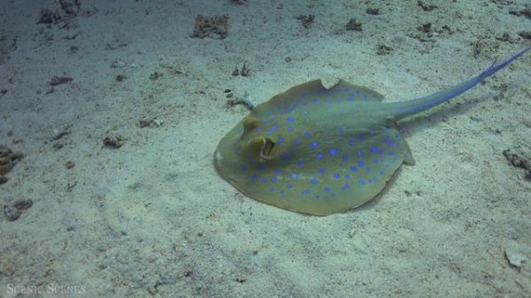 Ocean And Marine Life In 4K - Discover The World's Incredible Ocean Wildlife With Relaxing Music