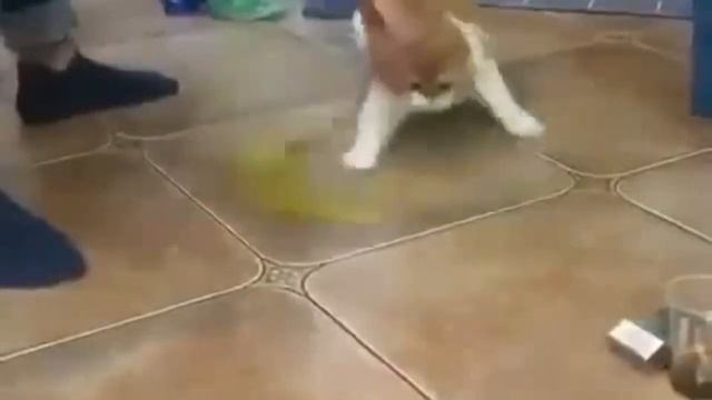 ЗАБРАЛИ БРАТА СПЯЩЕГО КОТЁНКА - Милота КОТИКИ 2019 смотреть онлайн