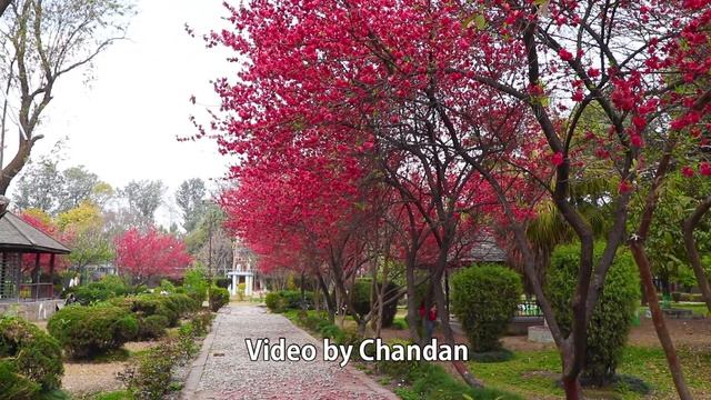 Peach Blossom_Part-1, Kathmandu_Nepal. смотреть онлайн