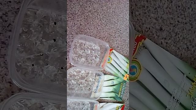 Проращивание семян в гидрогеле