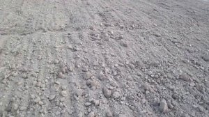 Посадка сидератов весной