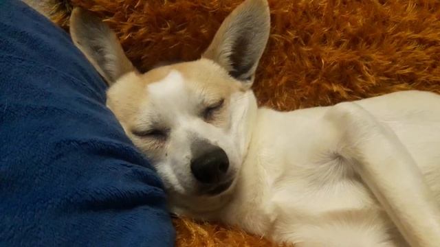 Сладкий сон!)) #собаки#коти#дача#животние#сон смотреть онлайн