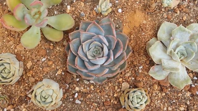 || ECHEVERIA LUCINDA ||