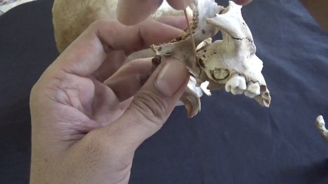 INFRATEMPORAL FOSSA - BOUNDARIES смотреть онлайн