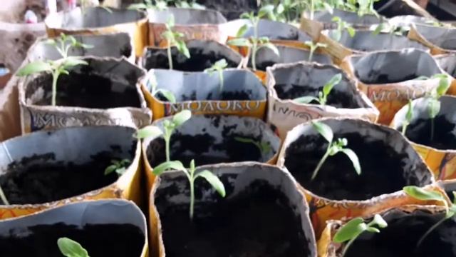 Рассаживаю помидоры. Подготовка теплиц к посеву семян на рассаду. смотреть онлайн