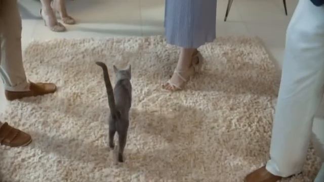 Реклама Sheba 2017   Шеба   Сопротивление бесполезно