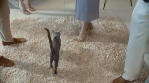 Реклама Sheba 2017   Шеба   Сопротивление бесполезно