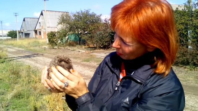 Ёжик это не только колючки..... смотреть онлайн