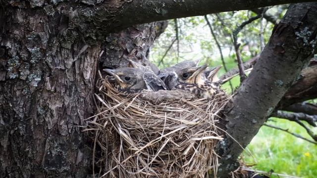 ВСЕГДА В ПУТИ!... (Из вело-путешествий Игоря Чистякова (Вологда), музыка Дм. Руденко (Dreaman)) смотреть онлайн
