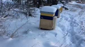 Зимовка Среднерусских пчёл в Пермском крае