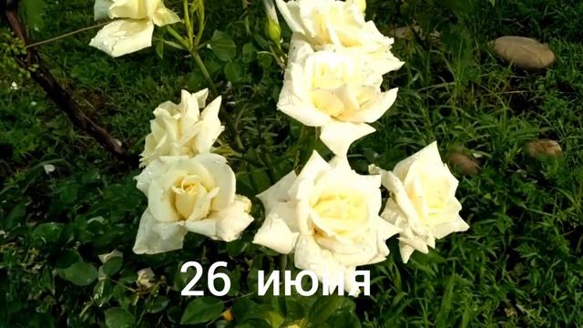Белая роза. Лето 2021.