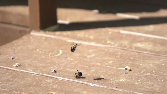 The Act of the Disappearing Honey Bee смотреть онлайн