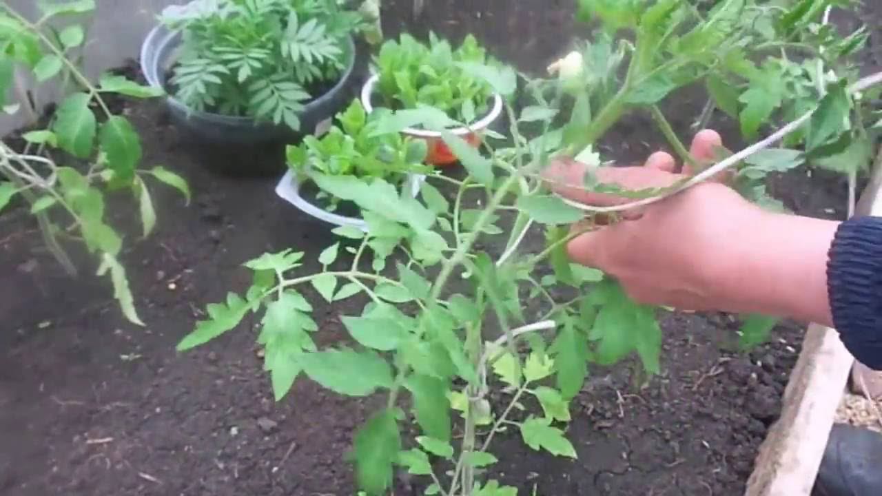 Очень Быстрый и Простой Способ Подвязки Томатов. смотреть онлайн