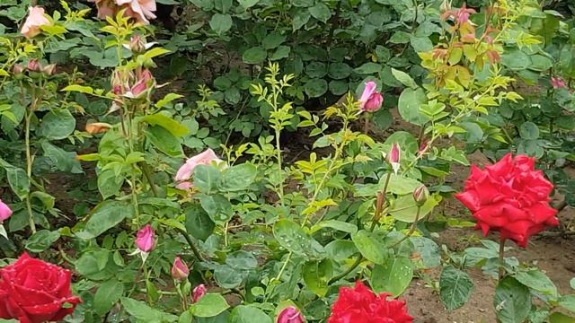 Пышное,? Шикарное Майское? Цветение ГОРОДСКОЙ РОЗОВОЙ КЛУМБЫ, ? мой город 25.05.23 смотреть онлайн