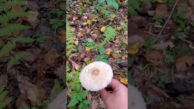 Finding Some Parasol Mushrooms (Macrolepiota procera) смотреть онлайн