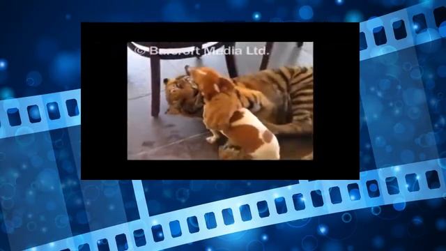 Дружба животных. Тигр и собака - большие друзья! смотреть онлайн