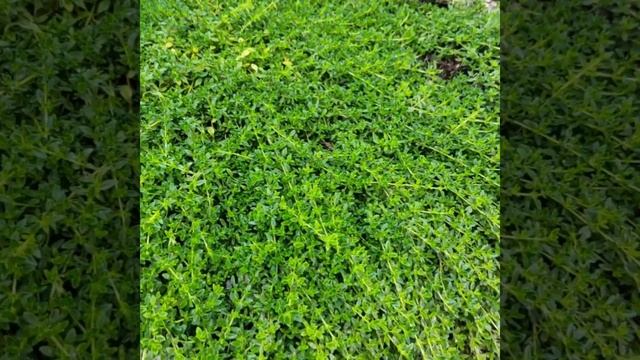 Тимьян ползучий смотреть онлайн