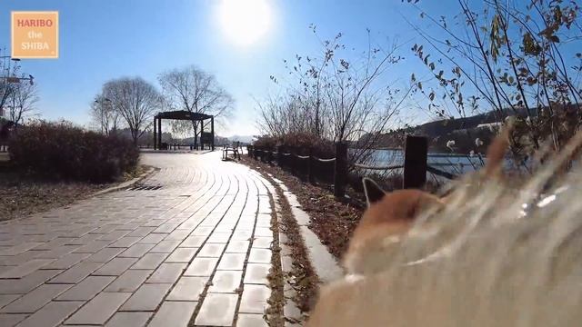 A Day in the Life of a Shiba Inu in Korea смотреть онлайн