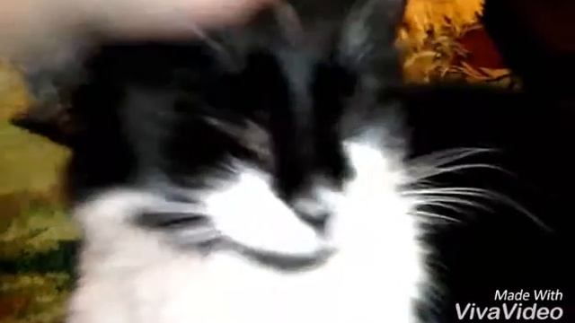 У Кекса (кота) болит глаз?? смотри в описания.