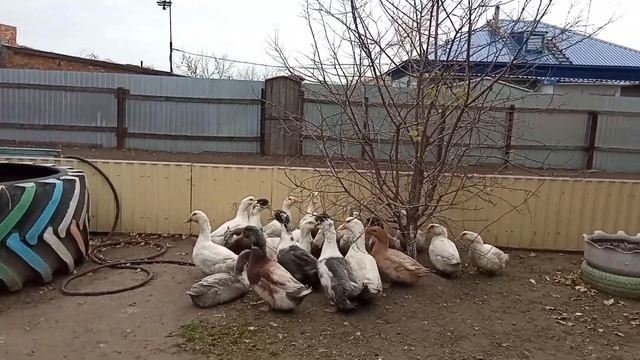 Утки на мясо! Как вырастить крупных уток? Какую породу выбрать? смотреть онлайн
