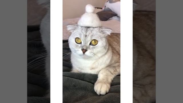 Кошке сделали шляпки из собранной с нее шерсти смотреть онлайн
