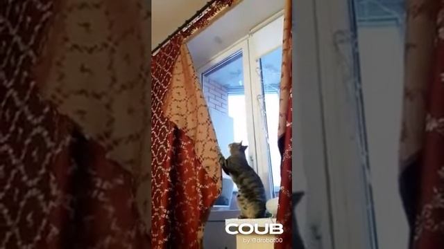 1608410991_looped_1608410989.mp4 смотреть онлайн