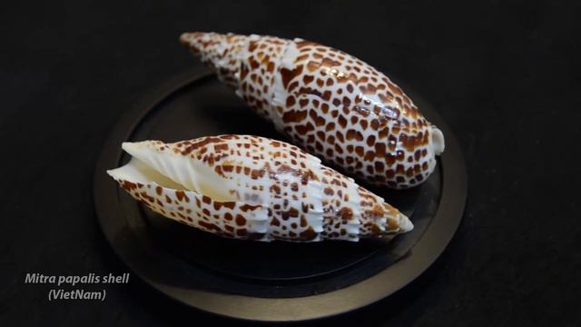 Vỏ Ốc Biển Mitra Papalis Shell | Mitridae смотреть онлайн