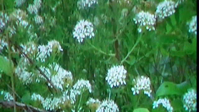 Уральские пейзажи и стихи смотреть онлайн