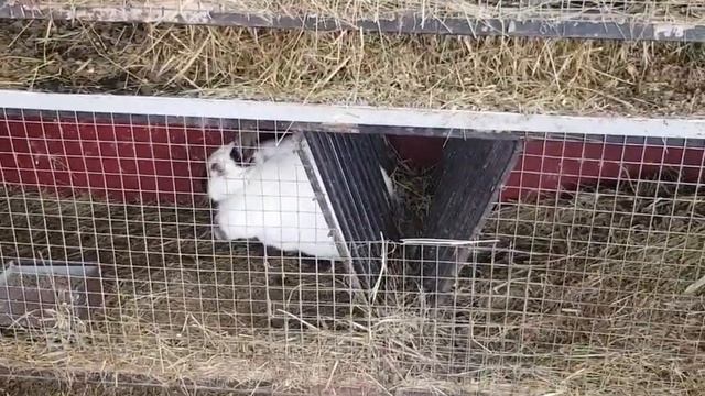 Кроличьи переезды.???