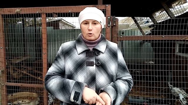 7 факторов ВЛИЯЮЩИХ на яйценоскость кур. смотреть онлайн