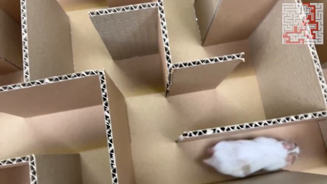 GIANT Maze Labyrinth for Hamster ?. HOW TO GET OUT? смотреть онлайн