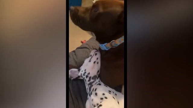 Щенки Далматина! Как они живут и адаптируются к дому смотреть онлайн