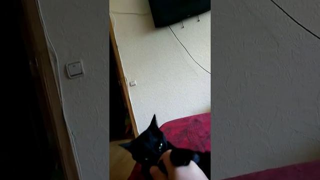 Кошка карат смотреть онлайн