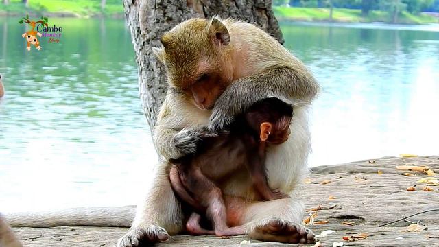 Million pity Brin very bad attempt to mistreated baby Patricia no reason, Poor Patricia very hurt смотреть онлайн