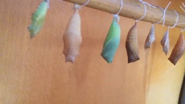 Выведение бабочек в домашних условия; насекомые ; куколки бабочек смотреть онлайн