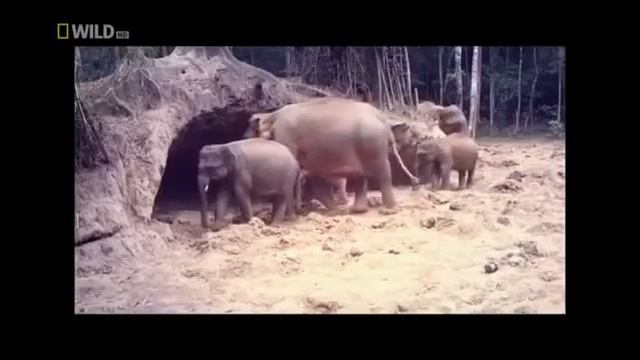 Безумно красивый животный мир Тайная жизнь Тайланда смотреть онлайн