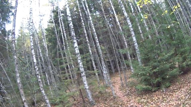 Ищем грибы в октябре - Лебяжье и Красная Горка смотреть онлайн