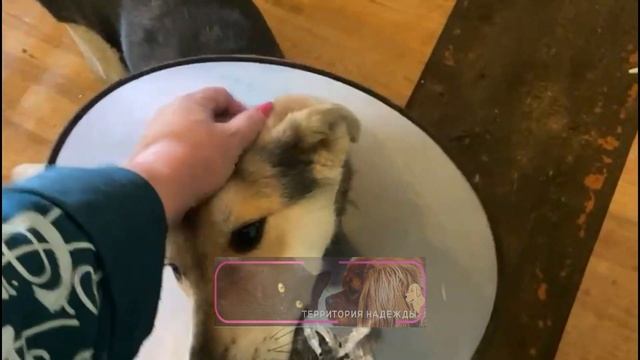 Общение с хвостиками, с привезённой алабайкой Гердой и разгрузка шифера.