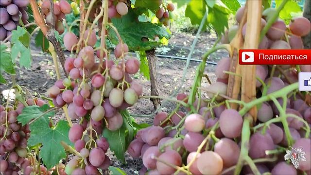 САМЫЕ ВКУСНЫЕ Сорта Винограда в 2021 году. Часть №5 смотреть онлайн