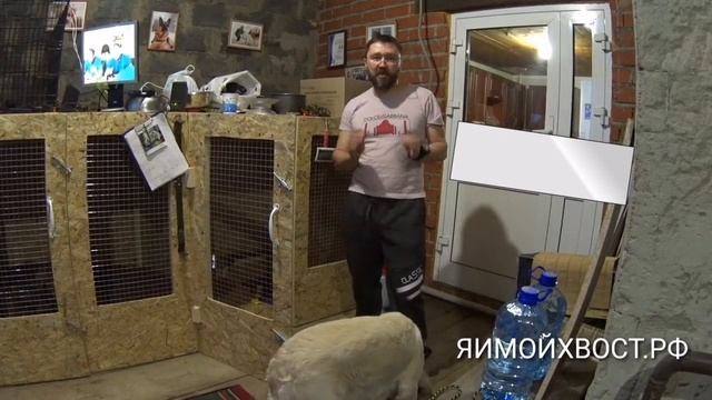 Учим собаку заходить в клетку. Луна смотреть онлайн