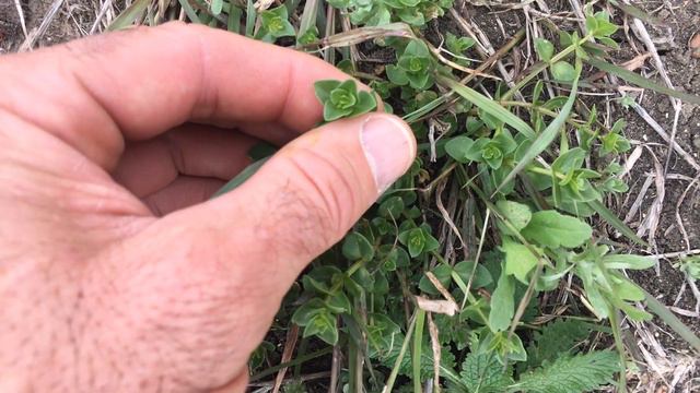 Pimpernel