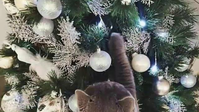 Фото милых животных? смотреть онлайн