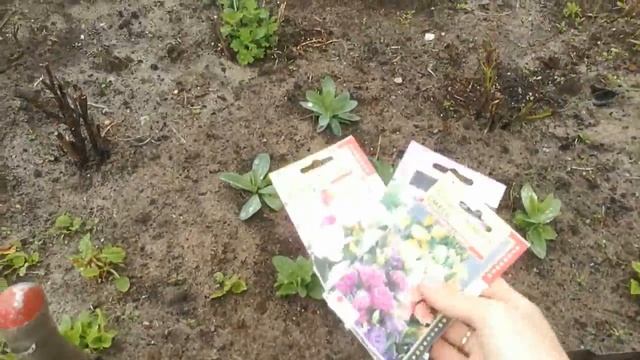 РАССАДА ЦВЕТОВ ПОСЛЕ ВЫСАДКИ В ОТКРЫТЫЙ ГРУНТ. ЭУСТОМА .БАКОПА .КАЛИБРАХОА. смотреть онлайн